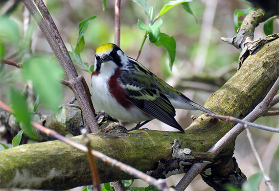 Chestnut-sided Warbler by Simon Thompson